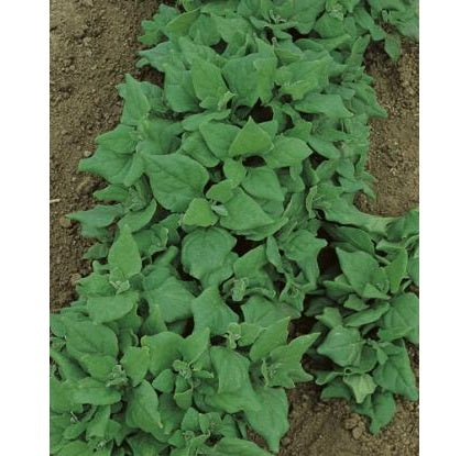 Product showcase image from staged upload