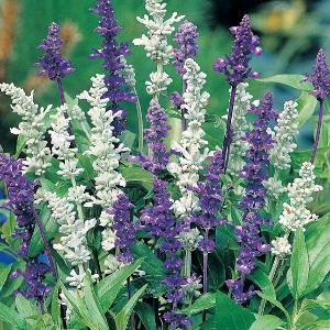 Salvia_farinacea_Blue&White_f7074