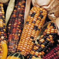 Product showcase image from staged upload