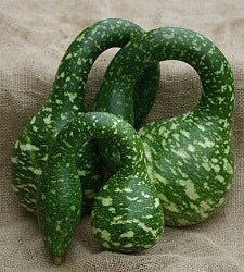 Fleskalebas Speckled Swan