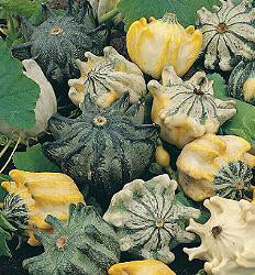 Kalebas Shenot Crown of Thorns