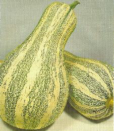 Kalebas Cushaw Green Striped