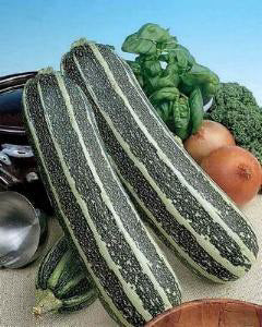 Courgette Pompoen Tiger Cross F1