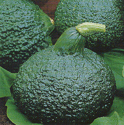 Pompoen Hubbard Green