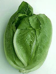 Sla Bindsla Roma type Romaine Ballon