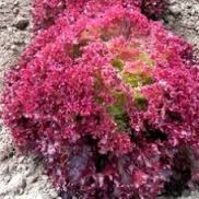 Product showcase image from staged upload