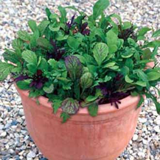 Product showcase image from staged upload