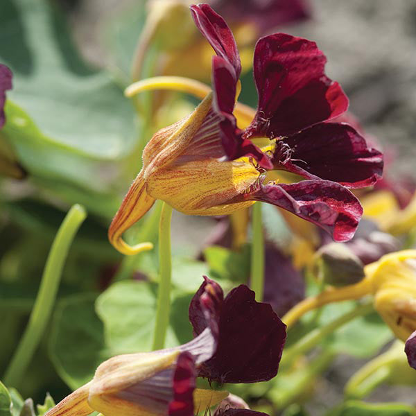 Tropaeolum_Purple_Emperor