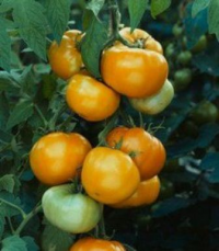 Tomaten vleestomaat Golden Koningin
