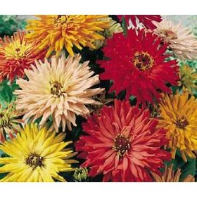 zinnia_chrysantbloemig_P04867